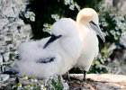 GANNET WITH CHICK (4)  llj666@hotmail.co.uk